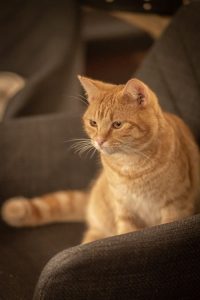 About Pink Lime Studios - Cat
