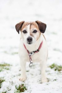 About Pink Lime Studios - Dog